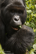 MOUNTAIN GORILLAS OF RWANDA